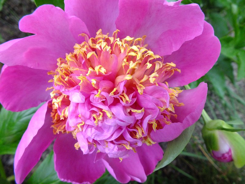 peony14 (14)